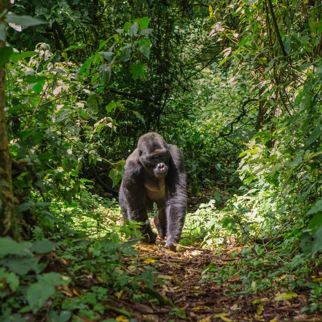 kigali-to-volcanoes-national-park-driving-guide